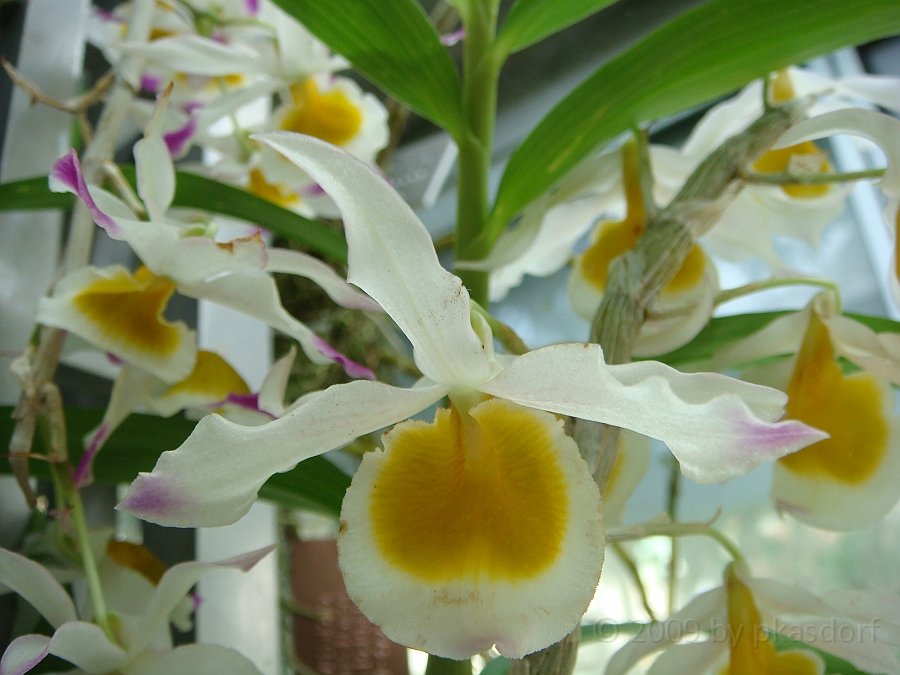 Washington DC [2009 July 04] 115.JPG - Scenes from The United States Botanic Garden
